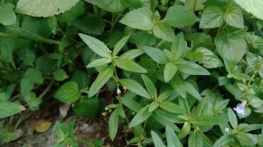 Doğada Hedyotis corymbosa.
