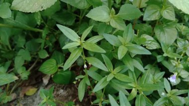 Doğada Hedyotis corymbosa.