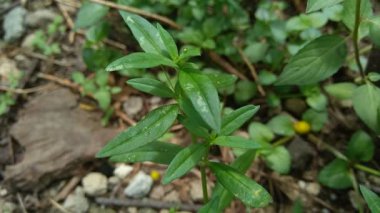 Doğada Hedyotis corymbosa.