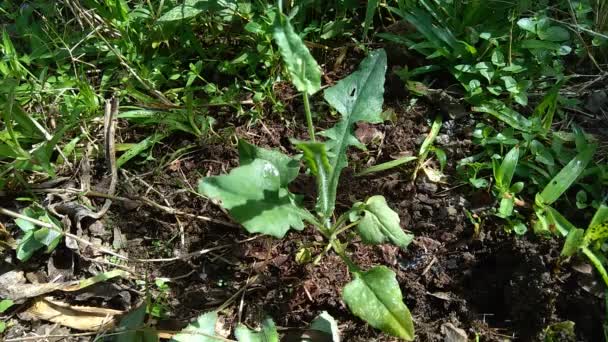 Мбаппе Сонхифолия Лилейник Кисточковый Cacalia Sonchifolia Естественном Фоне — стоковое видео