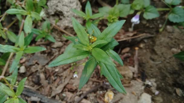 Hedyotis Corymbosa Fundo Natureza — Vídeo de Stock