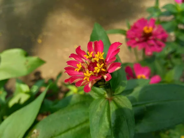 Zinnia Elegans Giovinezza Età Zinnia Comune Zinnia Elegante Fiore Con — Foto Stock