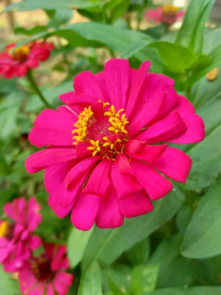 Zinnia Elegans Jeunesse Âge Zinnia Commune Zinnia Élégante Fleur Avec — Photo