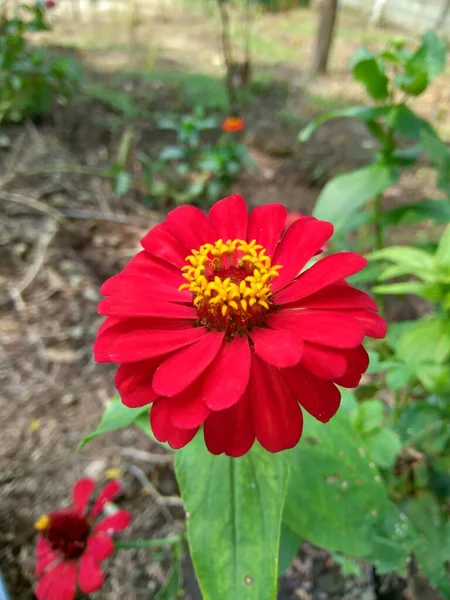 Zinnia Elegans Mládí Věk Obyčejný Zinnia Elegantní Zinnia Květina Přírodním — Stock fotografie