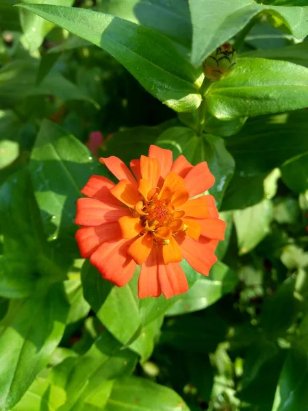 Zinnia Elegans Youth Age Common Zinnia Elegant Zinnia Flower Natural — Stock Photo, Image