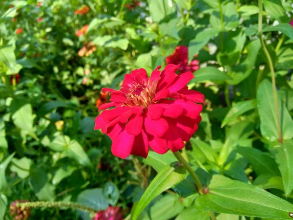 Zinnia Elegans Gençlik Yaş Genel Zinnia Zarif Zinnia Çiçeği Doğal — Stok fotoğraf