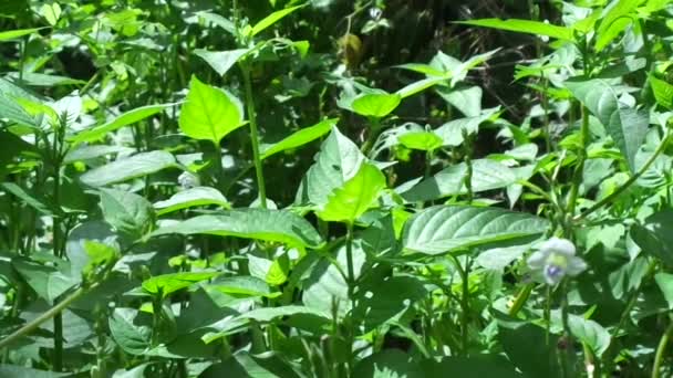 Asystasia gangetica (violet chinois, coromandel, gant de renard rampant, Asystasia gangetica micrantha) d'origine naturelle. Les feuilles sont consommées comme légume et utilisées comme remède à base de plantes .