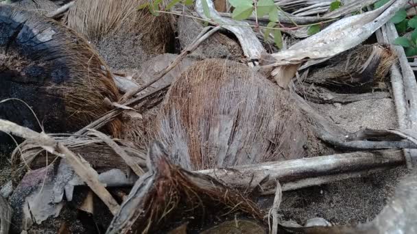 Rotte Kokosnoot Met Natuurlijke Achtergrond — Stockvideo