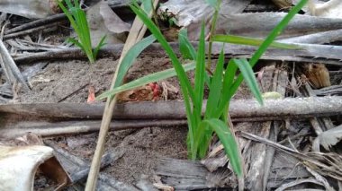 Kokulu Screwpine (Pandanus fascicularis, Pandanus odorifer, Pandanus tectorius) doğası gereği. Endonezya 'da hoş kokulu bitki.