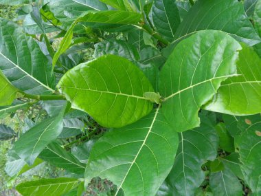 Ficus septica (awar-awar, bar-abar, ki ciyat, bobulutu, tagalolo, tobo-tobo, dausalo) doğada bulunur. Ficus septica romatizmayı, zehir önleyici ilaçları ve diğerlerini tedavi edebilir..