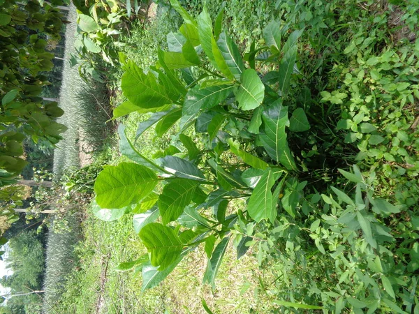 Ficus Septica Awar Awar Bar Abar Ciyat Bobulutu Tagalolo Tobo — Fotografia de Stock