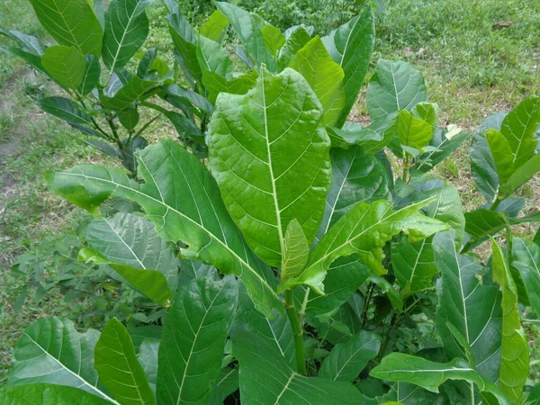 Ficus Septica Awar Awar Bar Abar Ciyat Bobulutu Tagalolo Tobo — Stok fotoğraf