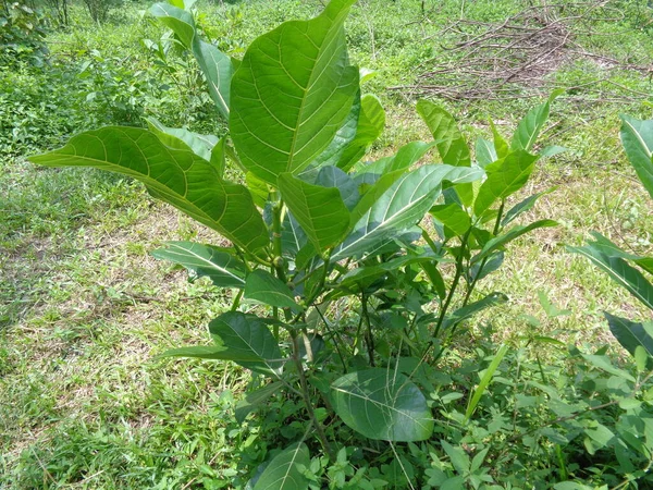 Ficus Septica Awar Awar Bar Abar Ciyat Bobulutu Tagalolo Tobo — Foto de Stock