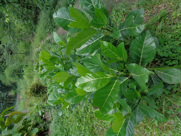 Ficus Septica Awar Awar Bar Abar Ciyat Bobulutu Tagalolo Tobo — Foto Stock