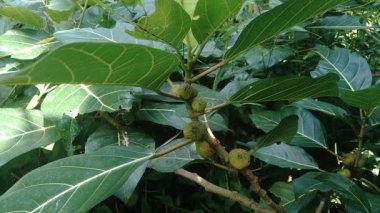 Ficus septica (awar-awar, bar-abar, ki ciyat, bobulutu, tagalolo, tobo-tobo, dausalo) doğada bulunur. Ficus septica romatizmayı, zehir önleyici ilaçları ve diğerlerini tedavi edebilir..