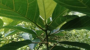 Ficus septica (awar-awar, bar-abar, ki ciyat, bobulutu, tagalolo, tobo-tobo, dausalo) doğada bulunur. Ficus septica romatizmayı, zehir önleyici ilaçları ve diğerlerini tedavi edebilir..