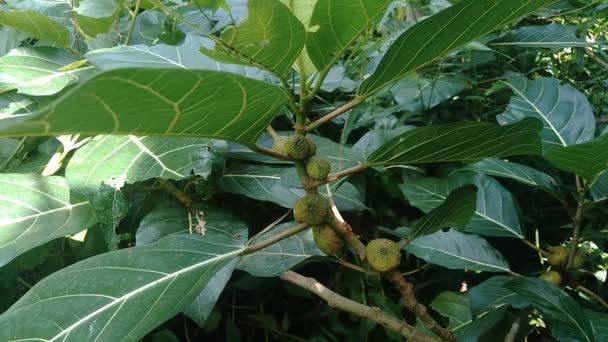 Ficus Septica Awar Awar Bar Abar Ciyat Bobulutu Tagalolo Tobo — Vídeos de Stock