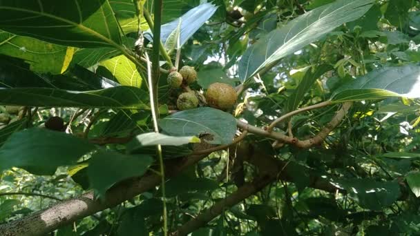 自然背景中的Ficus Septica Awar Awar Bar Abar Ciyat Bobulutu Tagalolo Tobo — 图库视频影像