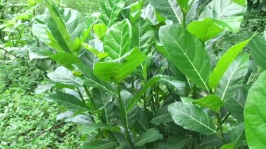 Ficus septica (awar-awar, bar-abar, ki ciyat, bobulutu, tagalolo, tobo-tobo, dausalo) doğada bulunur. Ficus septica romatizmayı, zehir önleyici ilaçları ve diğerlerini tedavi edebilir..