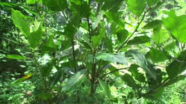 Ficus septica (awar-awar, bar-abar, ki ciyat, bobulutu, tagalolo, tobo-tobo, dausalo) doğada bulunur. Ficus septica romatizmayı, zehir önleyici ilaçları ve diğerlerini tedavi edebilir..