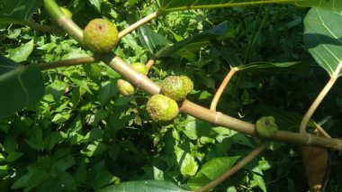 Ficus septica (awar-awar, bar-abar, ki ciyat, bobulutu, tagalolo, tobo-tobo, dausalo) doğada bulunur. Ficus septica romatizmayı, zehir önleyici ilaçları ve diğerlerini tedavi edebilir..
