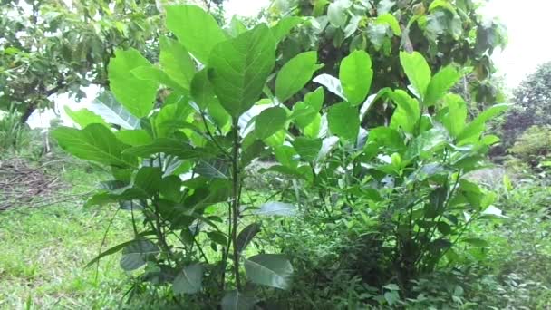 自然背景中的Ficus Septica Awar Awar Bar Abar Ciyat Bobulutu Tagalolo Tobo — 图库视频影像