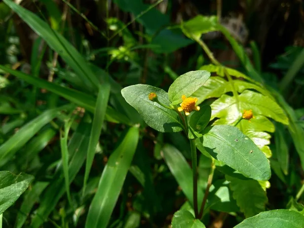 Acmella Oleracea Fogfájás Növény Paracress Szecsuáni Gombok Zümmögő Gombok Ting — Stock Fotó