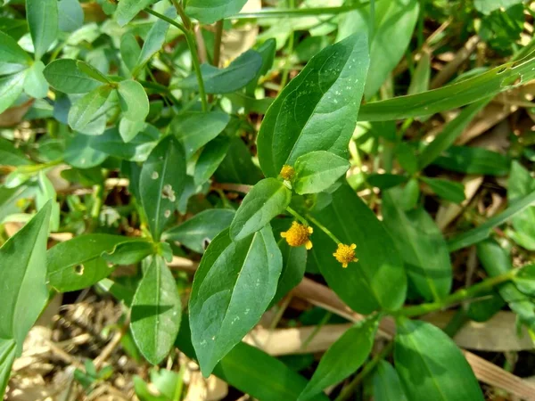 Acmella Oleracea Zahnschmerzpflanze Parakresse Sichuanknöpfe Summknöpfe Blumen Gänseblümchen Mit Natürlichem — Stockfoto