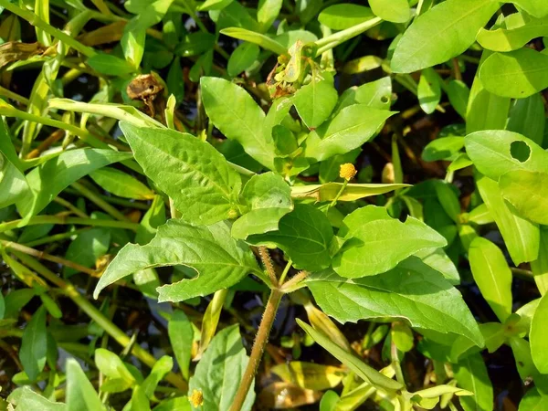 Acmella Oleracea Planta Dolor Muelas Paracress Botones Sichuan Botones Zumbido — Foto de Stock