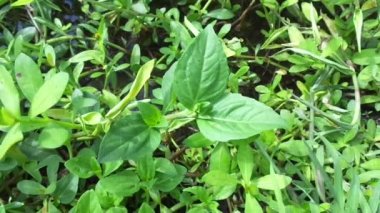 Acmella oleracea (diş ağrısı bitkisi, paracress, Sichuan düğmeleri, vızıltı düğmeleri, ting çiçekleri, elektrik papatyası) doğal arka plan. Çiçek açmak bir buket, sarı kümeler, oval ve baş gibi sivri..