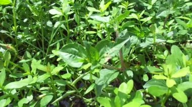 Acmella oleracea (diş ağrısı bitkisi, paracress, Sichuan düğmeleri, vızıltı düğmeleri, ting çiçekleri, elektrik papatyası) doğal arka plan. Çiçek açmak bir buket, sarı kümeler, oval ve baş gibi sivri..