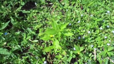 Acmella oleracea (diş ağrısı bitkisi, paracress, Sichuan düğmeleri, vızıltı düğmeleri, ting çiçekleri, elektrik papatyası) doğal arka plan. Çiçek açmak bir buket, sarı kümeler, oval ve baş gibi sivri..