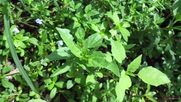 Acmella Oleracea Planta Dor Dente Paracress Botões Sichuan Botões Zumbido — Vídeo de Stock