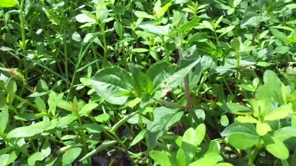 Acmella oleracea (fogfájás növény, paracress, szecsuáni gombok, zümmögő gombok, ting virágok, elektromos százszorszép), természetes háttérrel. Virágzás egy csokor, sárga fürtök, ovális és hegyes, mint a fej.
