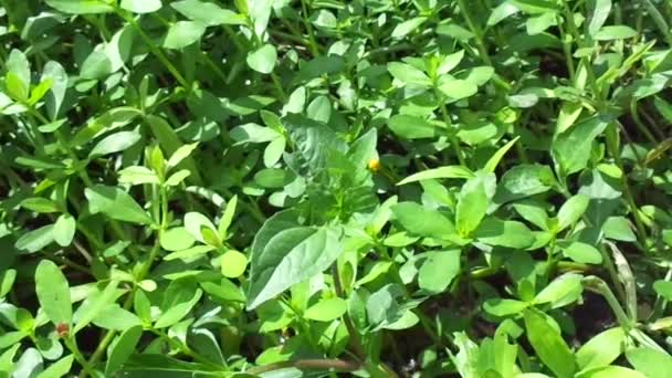 Acmella Oleracea Zahnschmerzpflanze Parakresse Sichuanknöpfe Summknöpfe Blumen Gänseblümchen Mit Natürlichem — Stockvideo