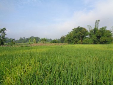 Doğal arka planı olan güzel bir pirinç tarlası.