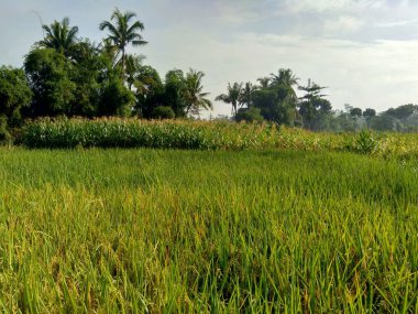 Doğal arka planı olan güzel bir pirinç tarlası.