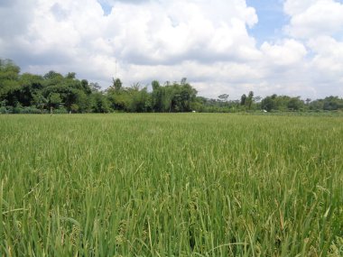Doğal arka planı olan güzel bir pirinç tarlası.