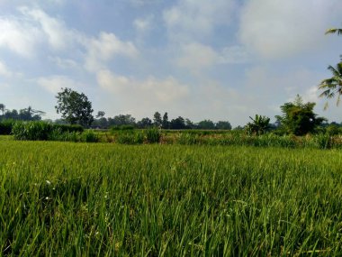 Doğal arka planı olan güzel bir pirinç tarlası.