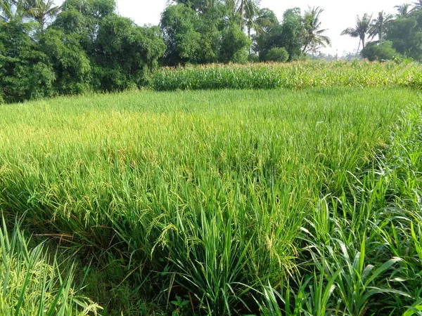 Hermosa Vista Campo Arroz Con Fondo Natural —  Fotos de Stock