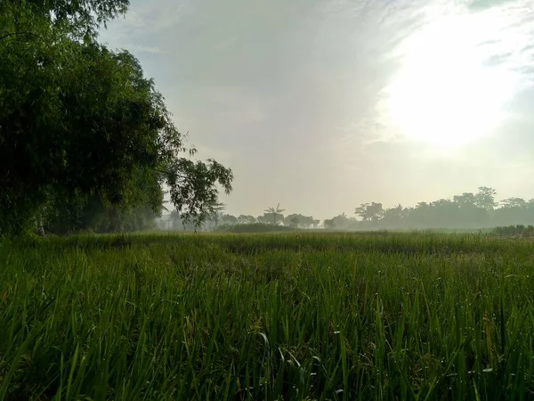 自然景观优美的稻田 — 图库照片