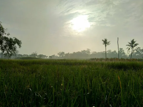 Indah Melihat Sawah Dengan Latar Belakang Alam — Stok Foto