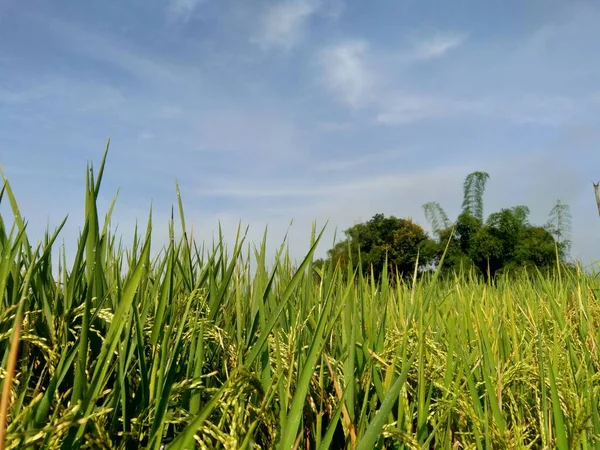 Hermosa Vista Campo Arroz Con Fondo Natural —  Fotos de Stock