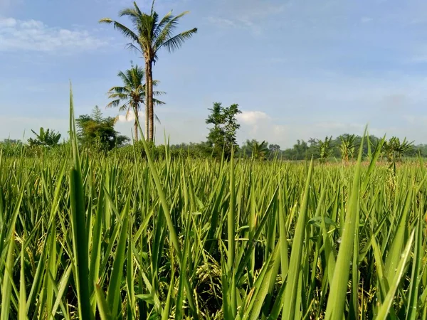 Hermosa Vista Campo Arroz Con Fondo Natural —  Fotos de Stock