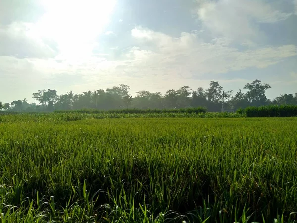 Hermosa Vista Campo Arroz Con Fondo Natural — Foto de Stock