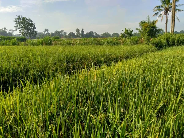 Όμορφη Θέα Στον Τομέα Του Ρυζιού Φυσικό Υπόβαθρο — Φωτογραφία Αρχείου