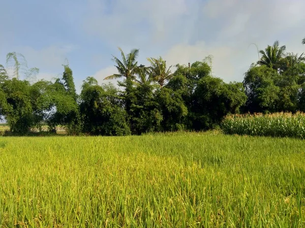 Hermosa Vista Campo Arroz Con Fondo Natural — Foto de Stock