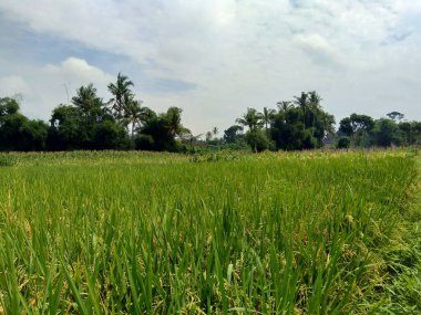 Doğal arka planı olan güzel bir pirinç tarlası.