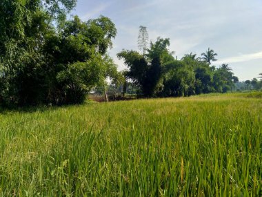 Doğal arka planı olan güzel bir pirinç tarlası.