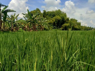 Doğal arka planı olan güzel bir pirinç tarlası.
